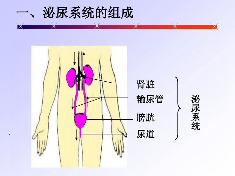 生物下册第五章人体内废物的排出课件_第5页