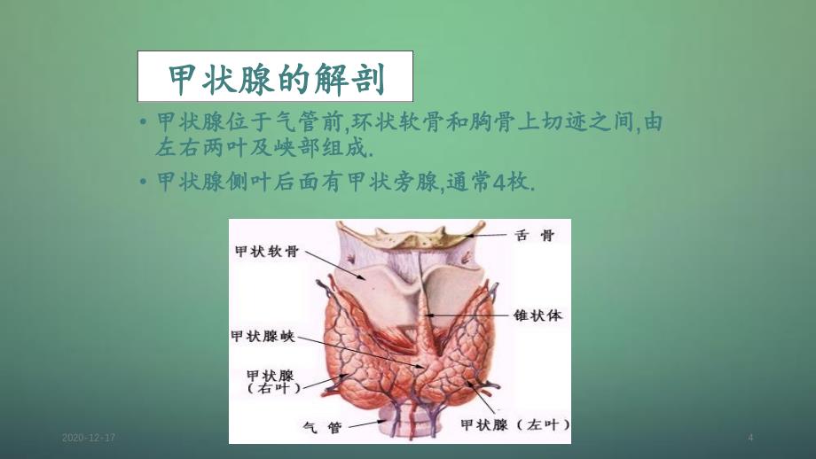 甲状腺的生理功能精品收藏_第4页