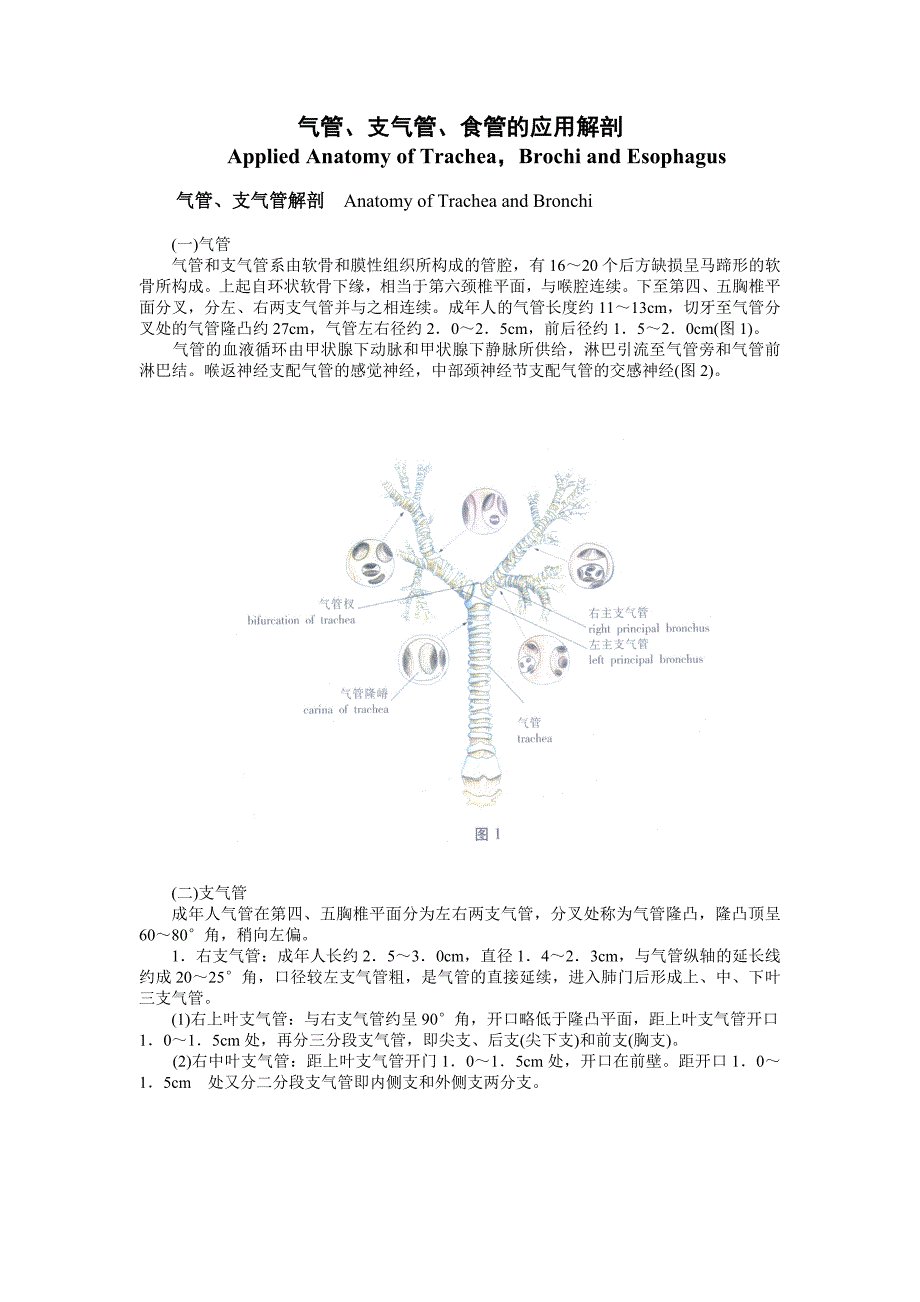 气管、支气管、食管的应用解剖.doc_第1页