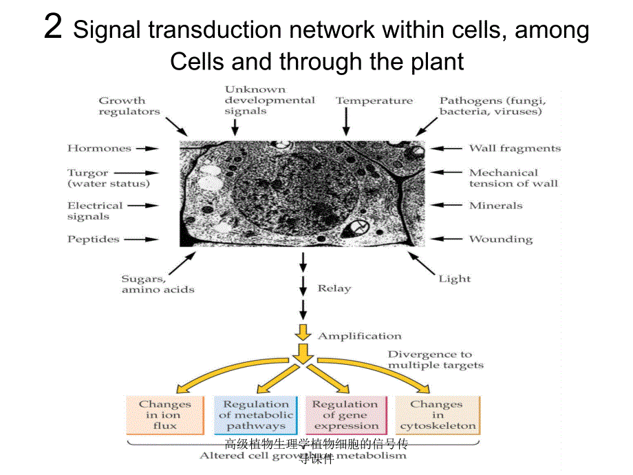 高级植物生理学植物细胞的信号传导课件_第4页