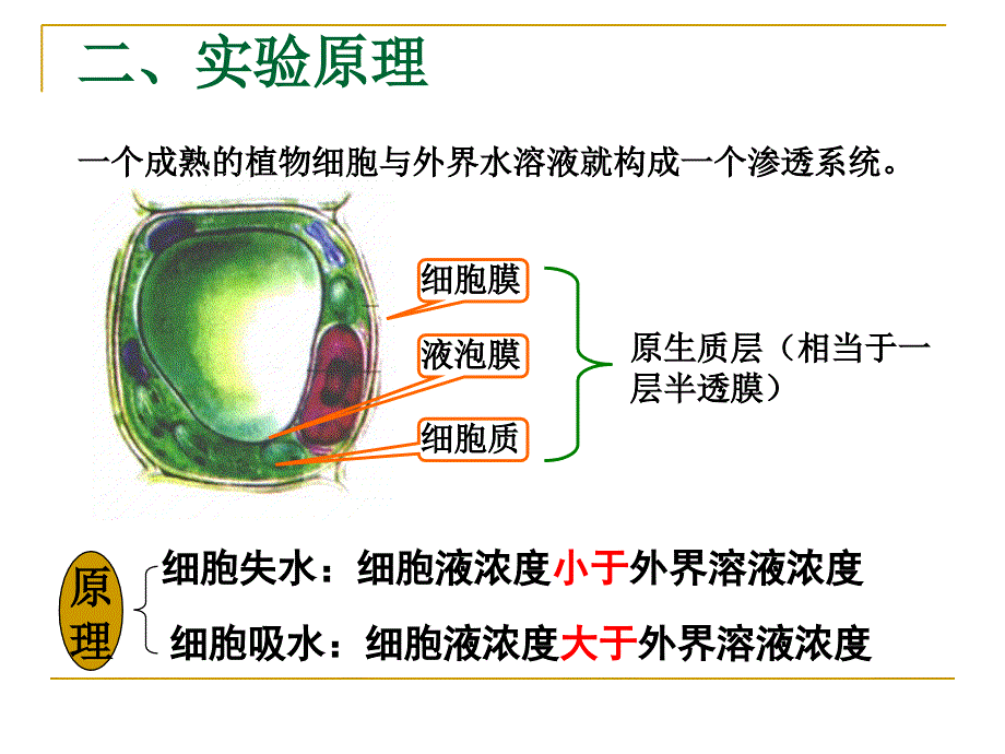 实验ppt课件用高倍镜观察植物细胞的质壁分离与复原_第3页