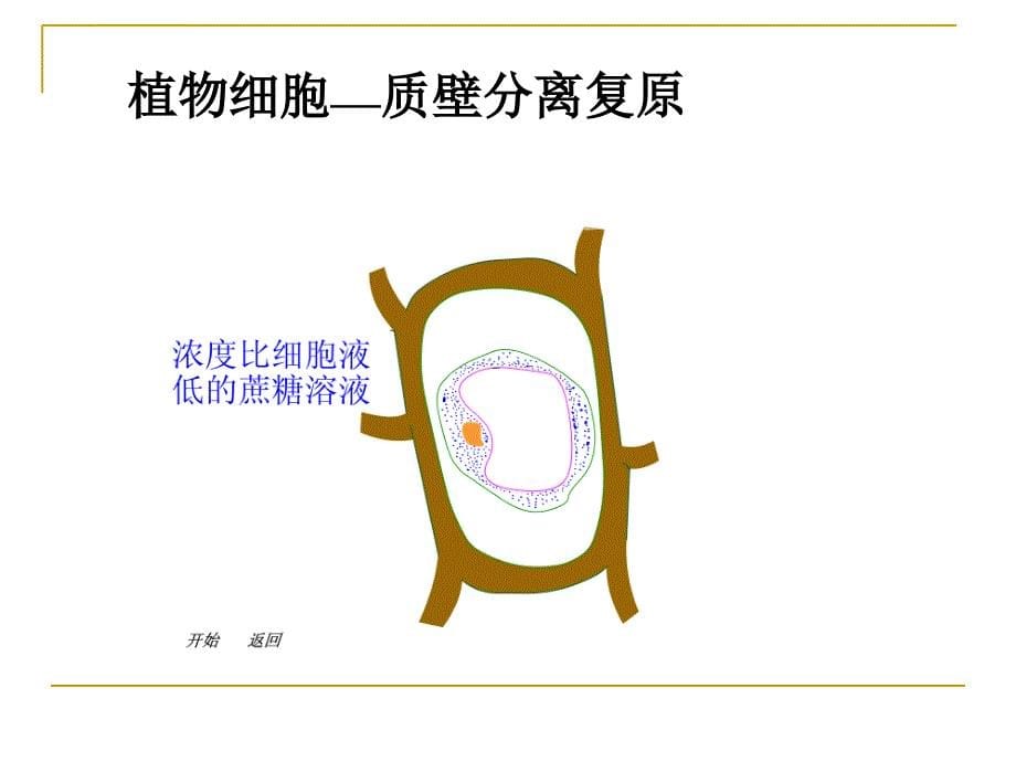 实验ppt课件用高倍镜观察植物细胞的质壁分离与复原_第5页