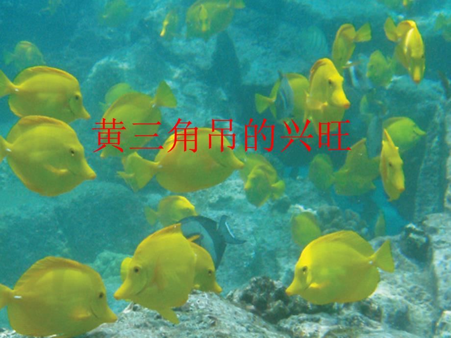 黄三角吊的兴旺_第1页