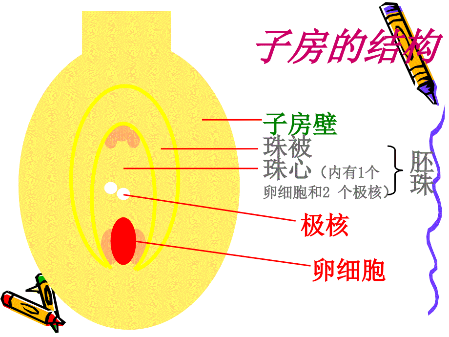 第三节开花和结果 (2)_第5页