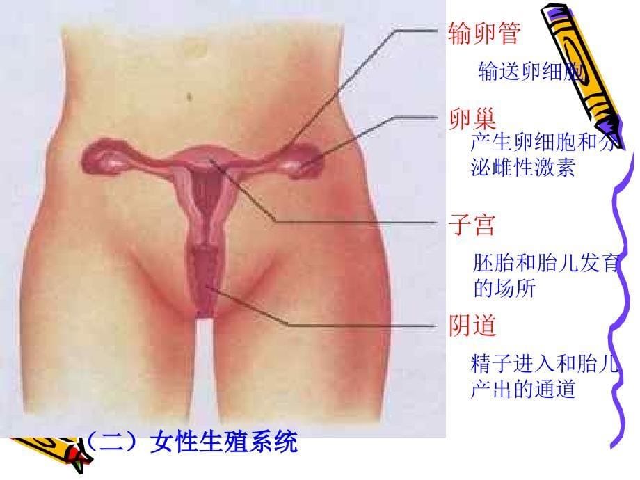 我是从哪里来的呢_第5页