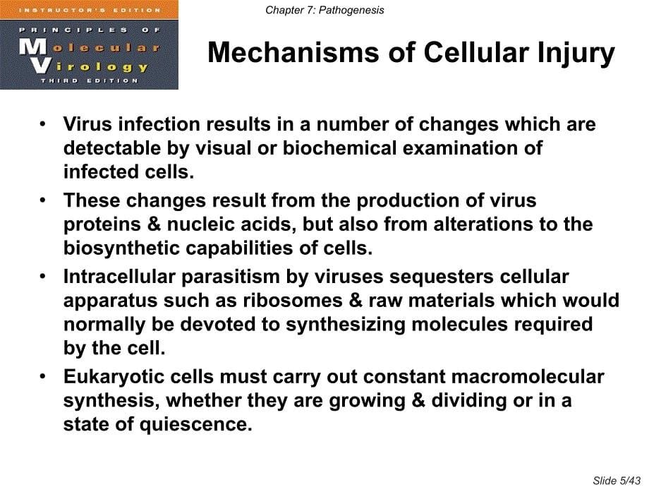 病毒学双语版课件Cha课件_第5页