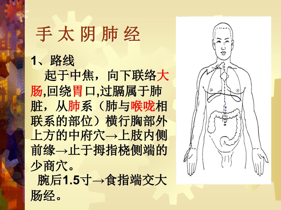 中医诊断学：手太阴肺经_第2页