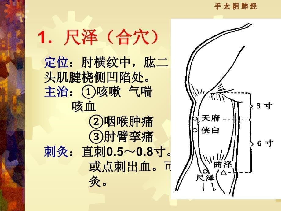 中医诊断学：手太阴肺经_第5页