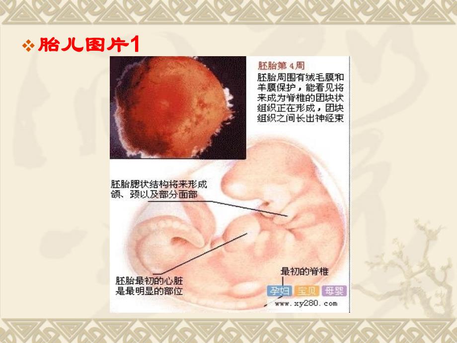 胎儿的发展与胎教0424_第2页