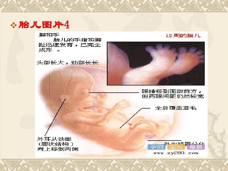 胎儿的发展与胎教0424_第5页