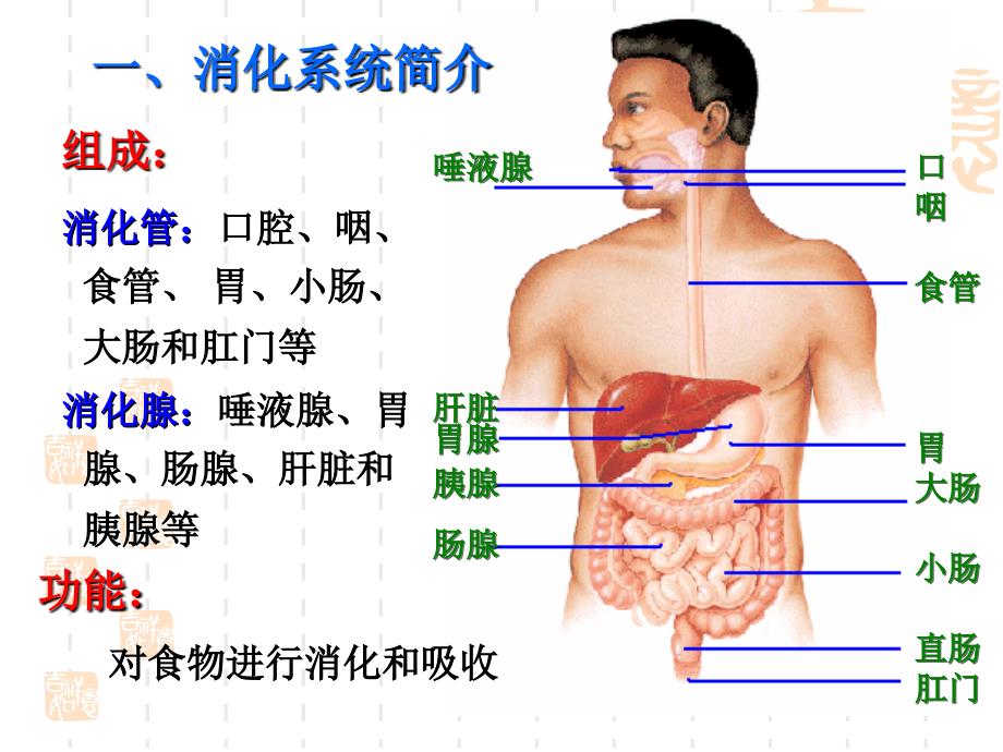 最新幼儿卫生与保健第四节消化系统PPT课件_第2页