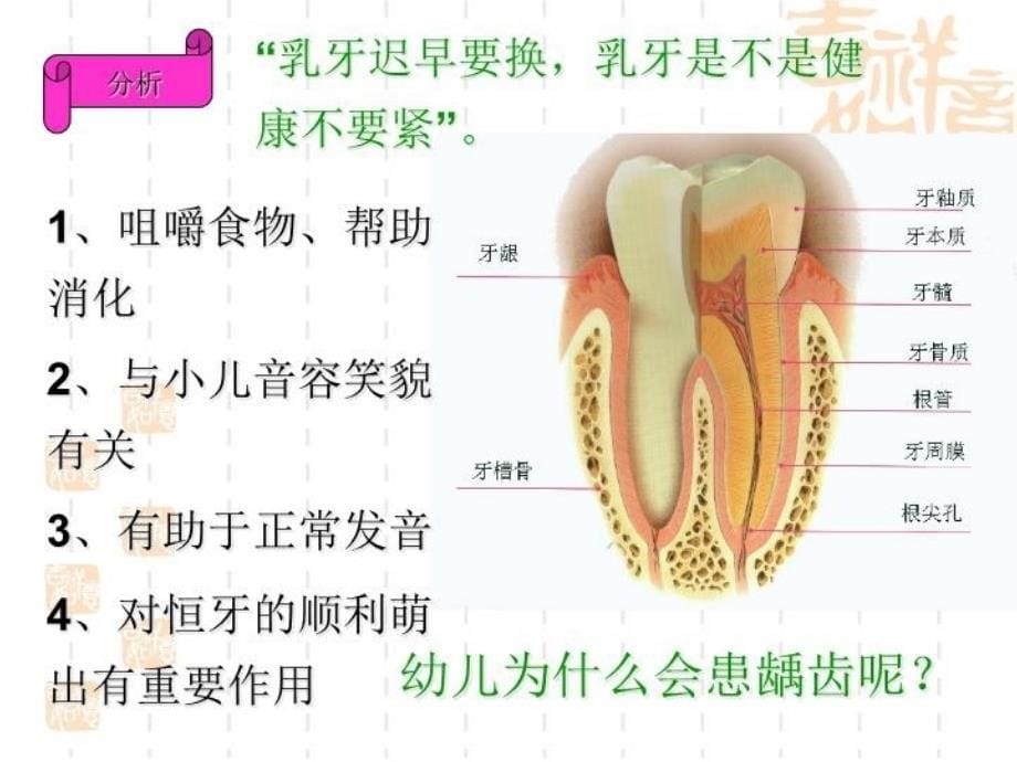 最新幼儿卫生与保健第四节消化系统PPT课件_第5页