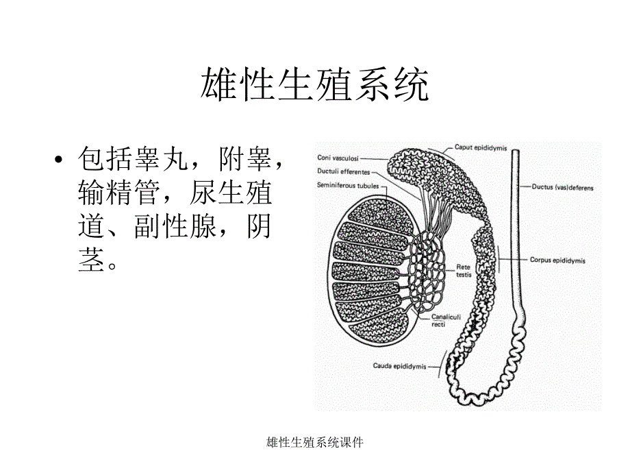 雄性生殖系统课件_第1页