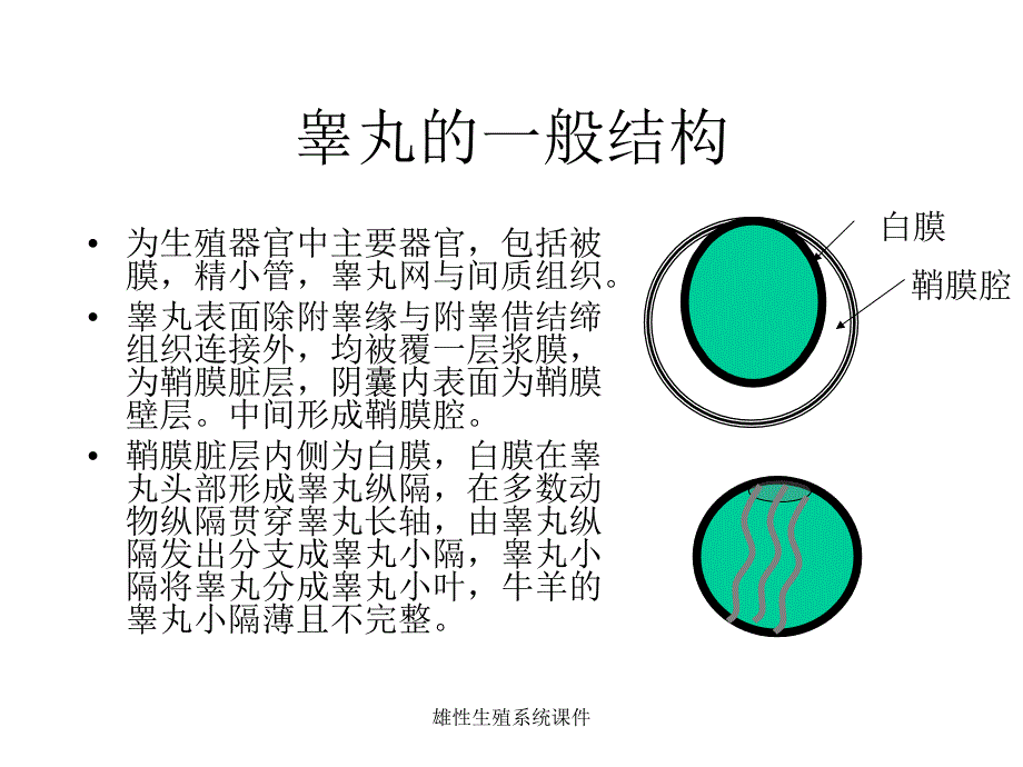 雄性生殖系统课件_第2页