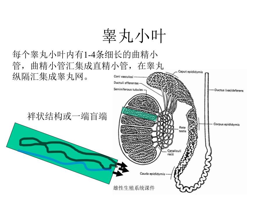 雄性生殖系统课件_第3页