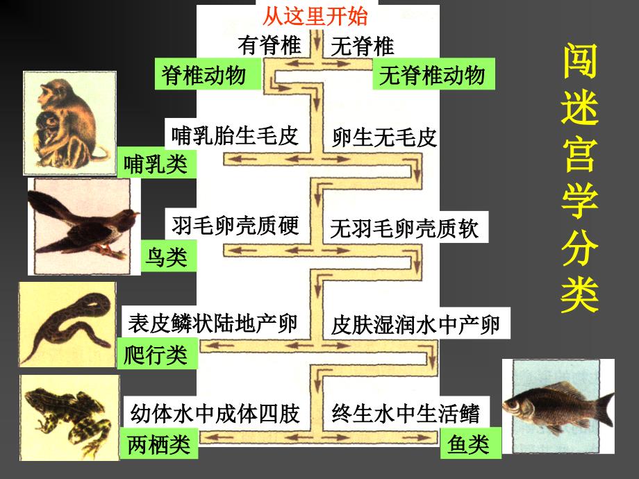 2-4生物的分类_第3页