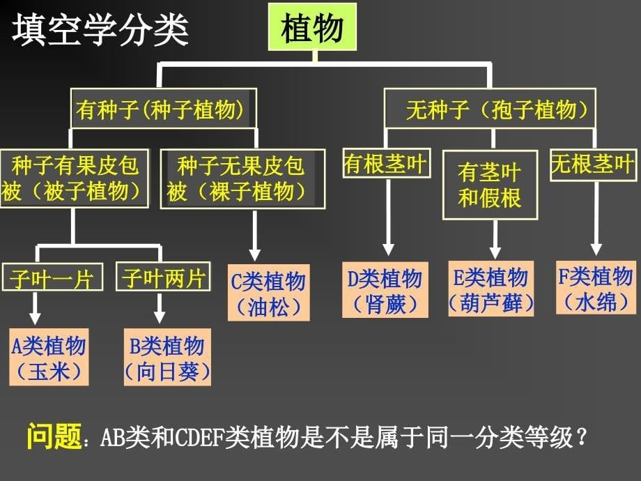 2-4生物的分类_第5页