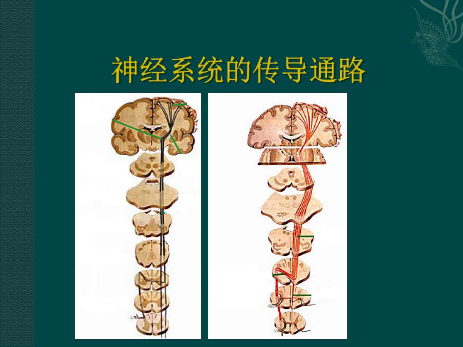 神经系统的传导通路_第1页