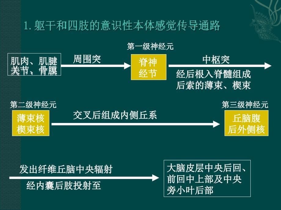 神经系统的传导通路_第5页