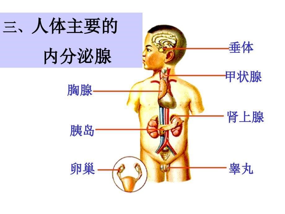 七年级.ppt课件激素调节_第5页