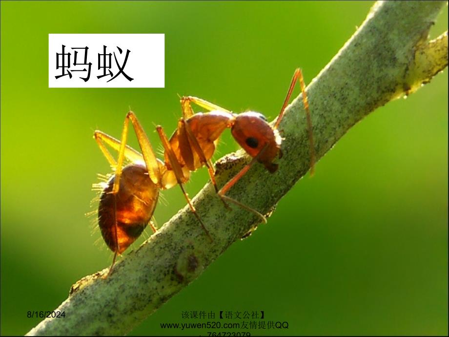 级下册《识字四》教学课件.ppt_第2页