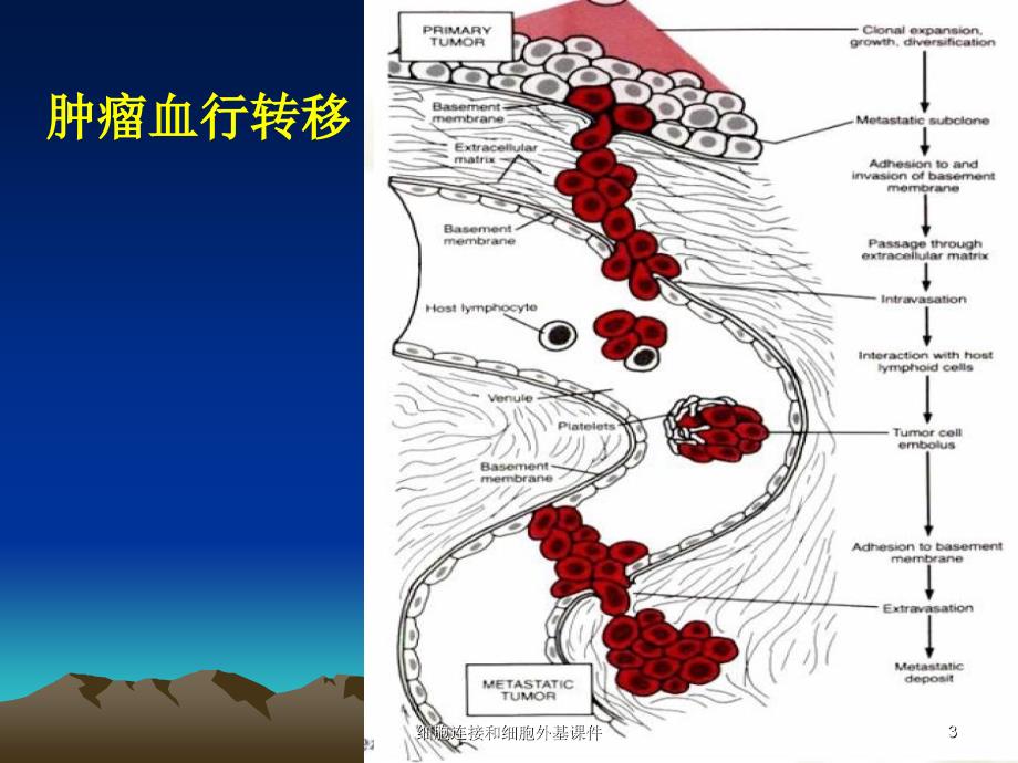 细胞连接和细胞外基课件_第3页