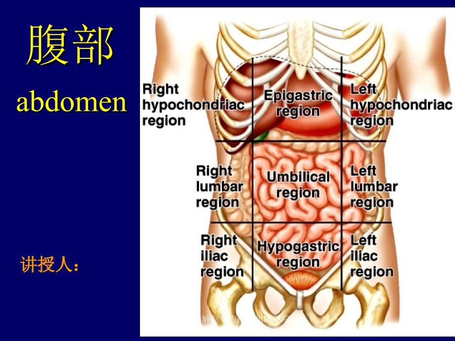 医学断层解剖学腹部徐州医学院课件_第1页