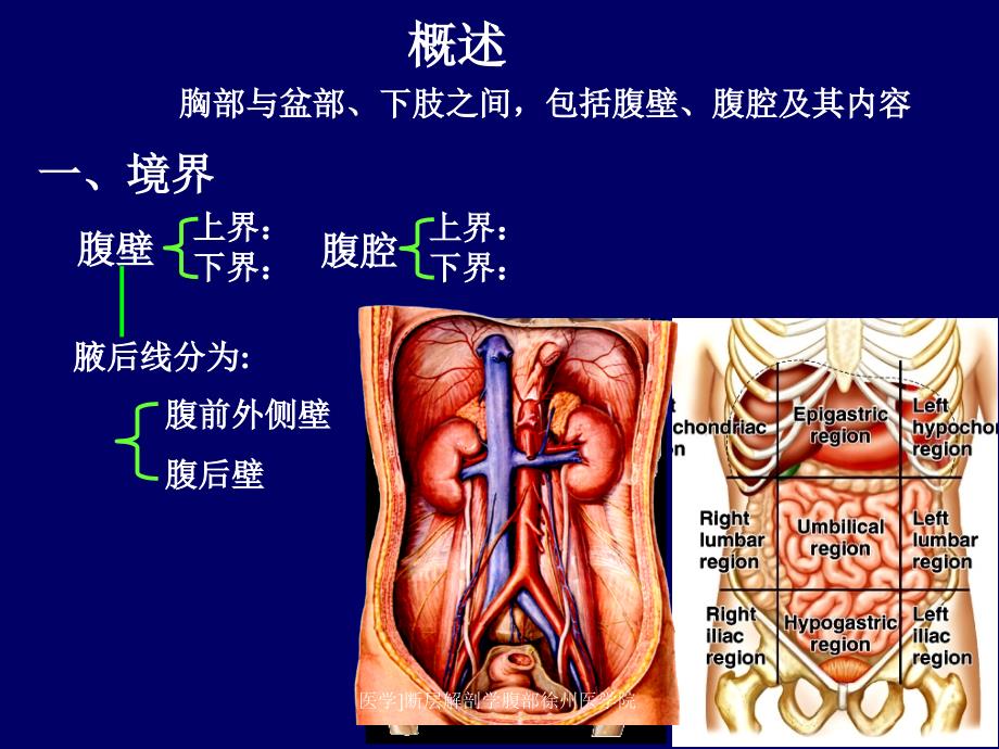 医学断层解剖学腹部徐州医学院课件_第2页