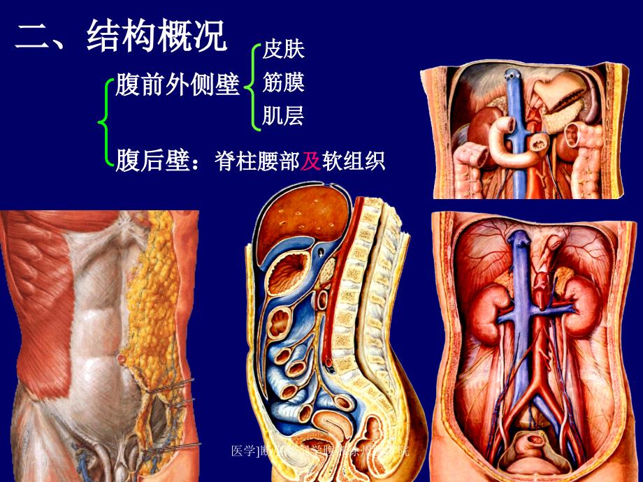 医学断层解剖学腹部徐州医学院课件_第3页