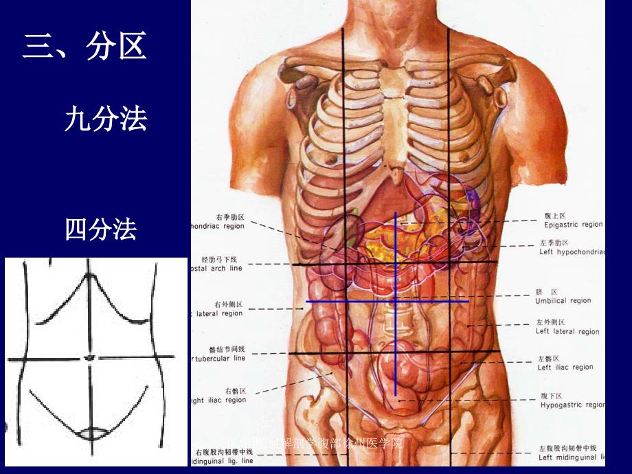 医学断层解剖学腹部徐州医学院课件_第4页