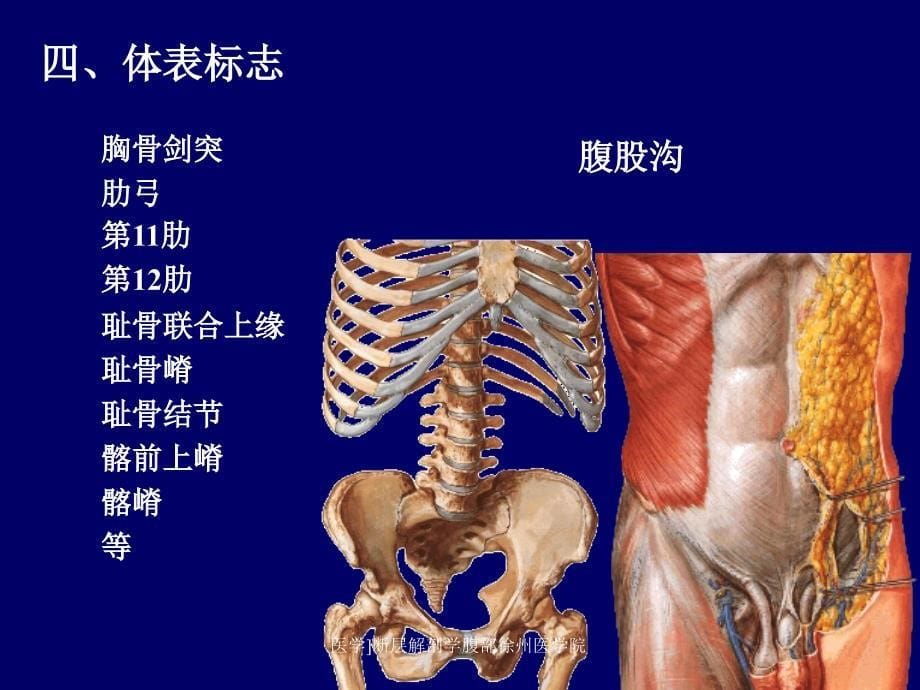 医学断层解剖学腹部徐州医学院课件_第5页