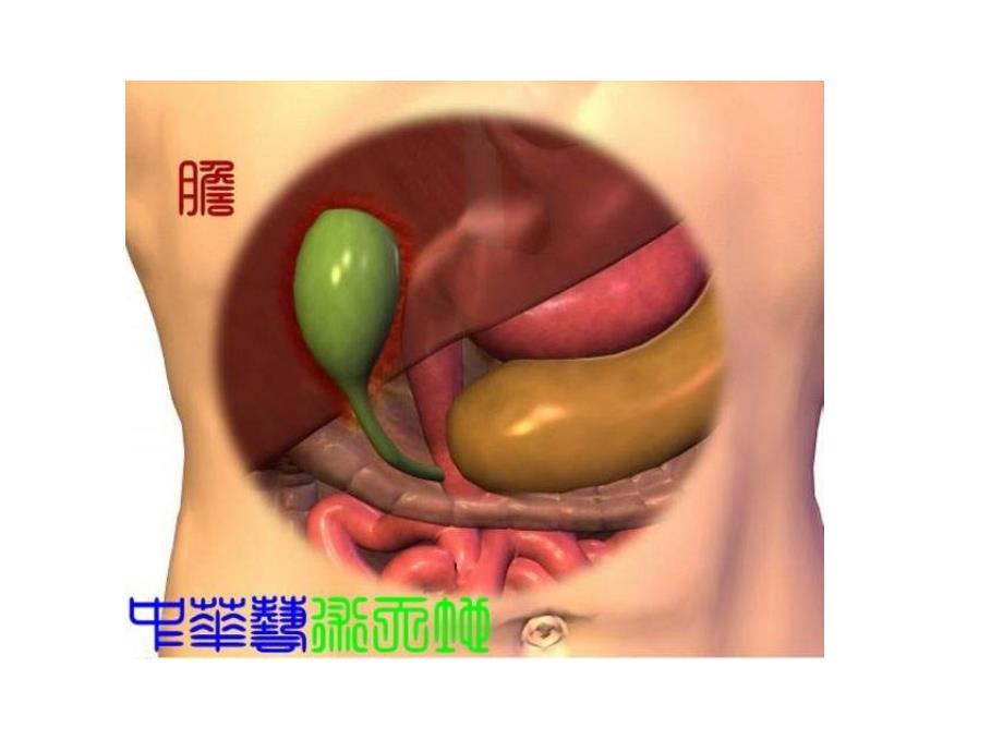 人体内脏结构图._第3页