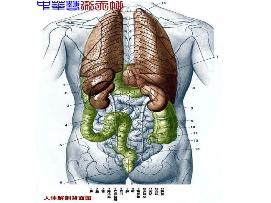 人体内脏结构图._第4页