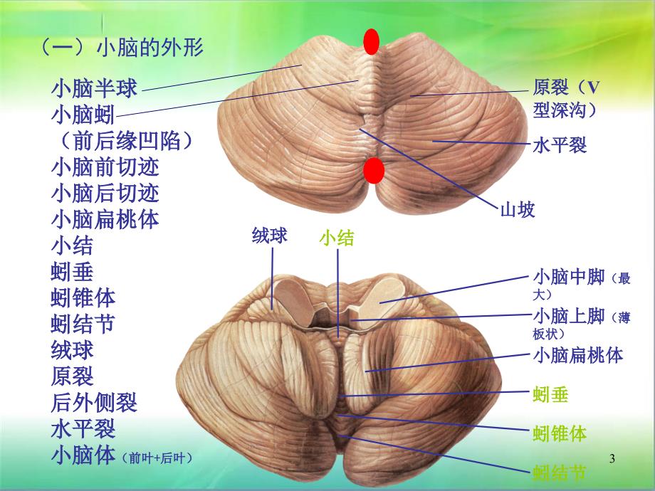 m小脑ppt课件_第3页