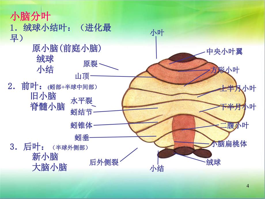 m小脑ppt课件_第4页