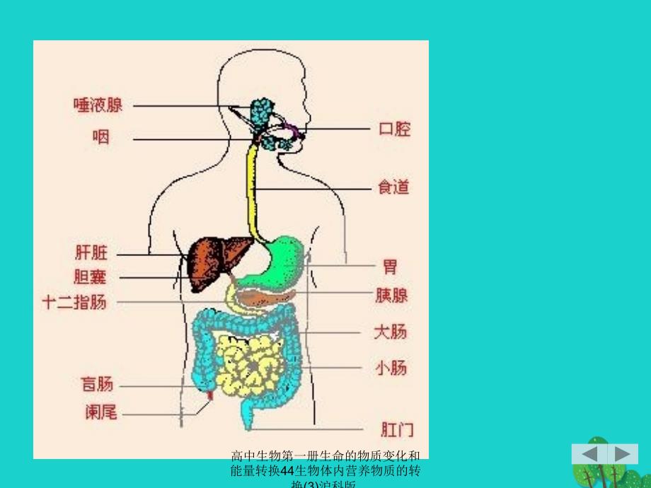 高中生物第一册生命的物质变化和能量转换44生物体内营养物质的转换3沪科版课件_第4页