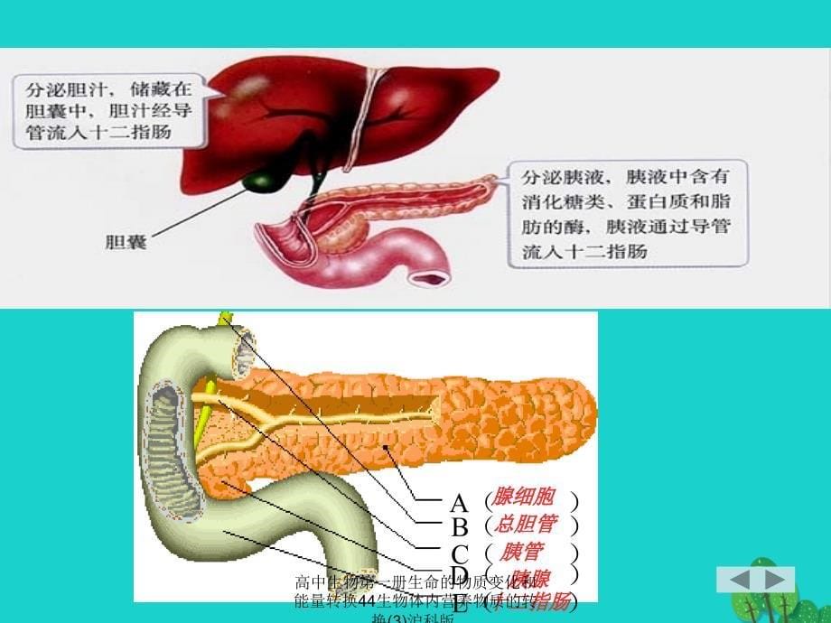 高中生物第一册生命的物质变化和能量转换44生物体内营养物质的转换3沪科版课件_第5页