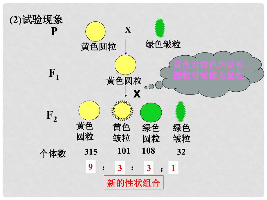 高中生物 第二单元 遗传的基本规律 第二章 基因的自由组合规律 2.1 自由组合规律试验教学课件 中图版必修2_第3页