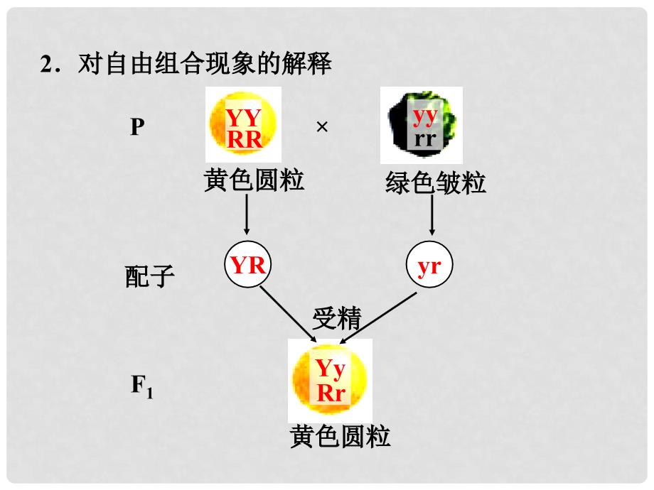 高中生物 第二单元 遗传的基本规律 第二章 基因的自由组合规律 2.1 自由组合规律试验教学课件 中图版必修2_第4页