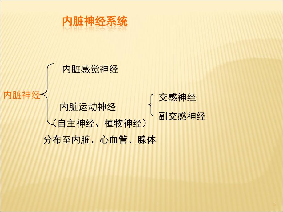 植物神经ppt课件_第1页