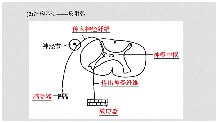 高中生物 第1单元 生物个体的稳态与调节 第3章 动物稳态维持的生理基础 第2节、第3节 反射活动的基本原理、人脑的高级功能课件 中图版必修3_第4页