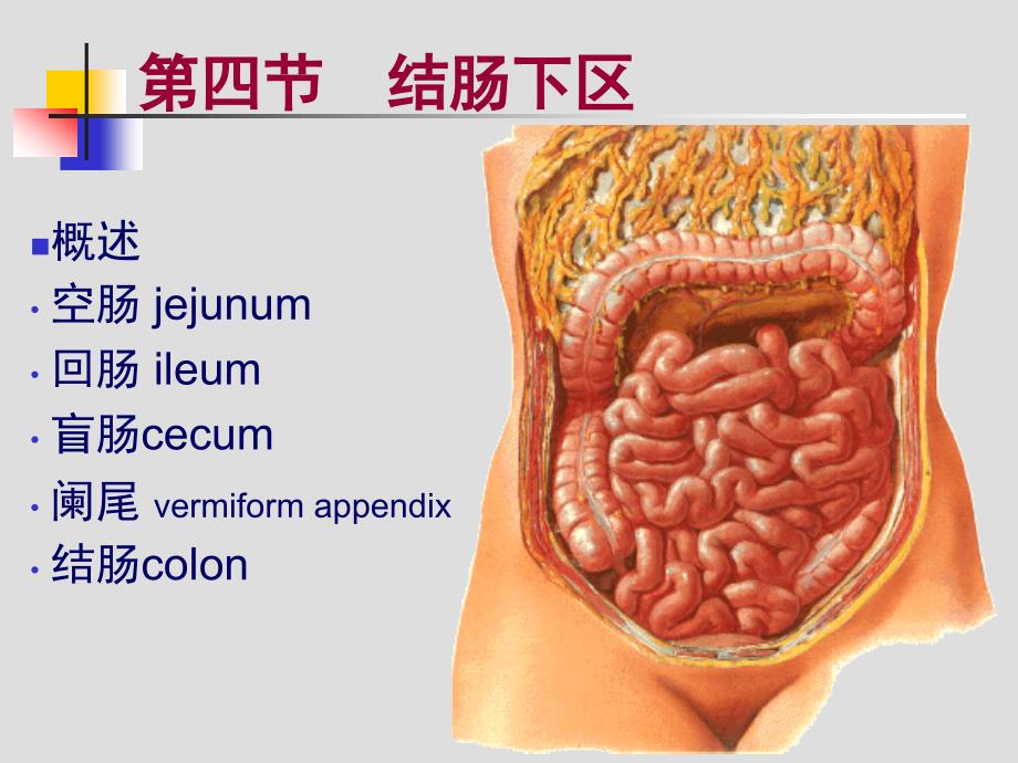 结肠下区腹后隙_第1页