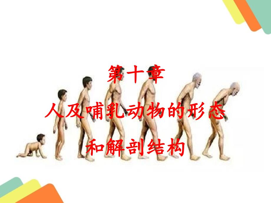高中生物奥赛讲义-人及哺乳动物的形态和解剖结构1_第1页