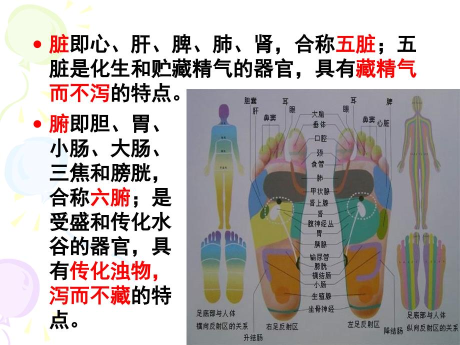 中兽医学第二章脏腑_第4页