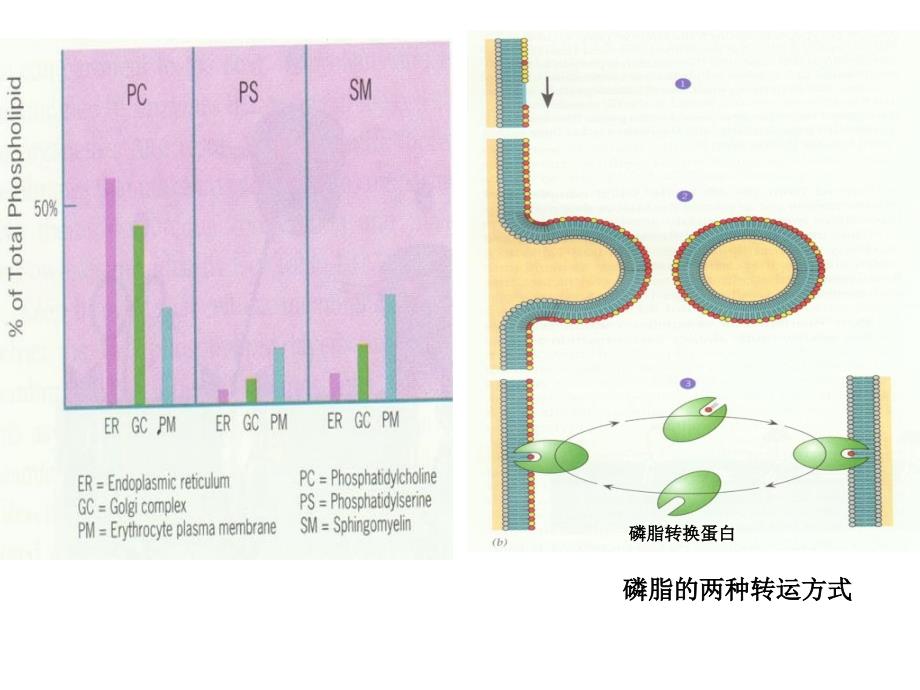 细胞质基质课件_第3页