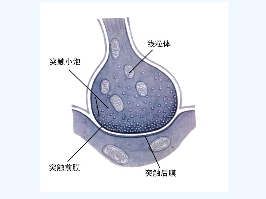 神经元间的信息传递_第4页