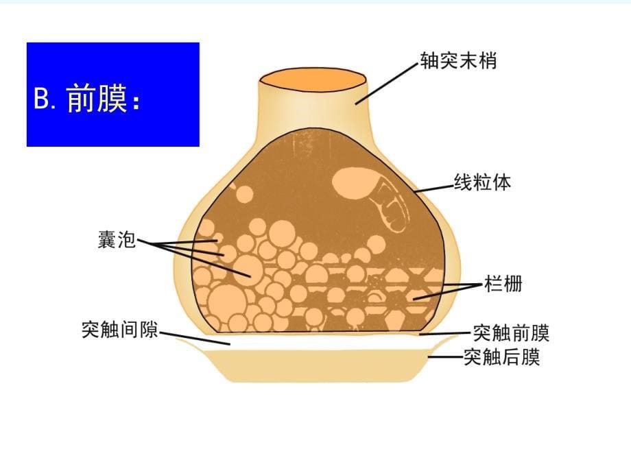 神经元间的信息传递_第5页