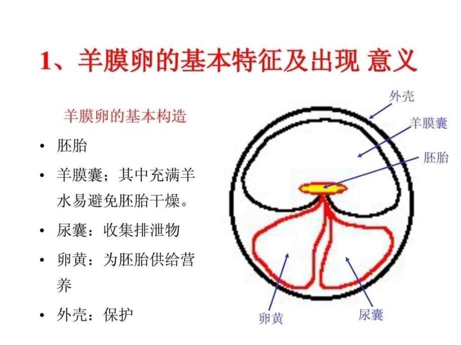 脊椎爬行类哺乳类ppt课件_第5页