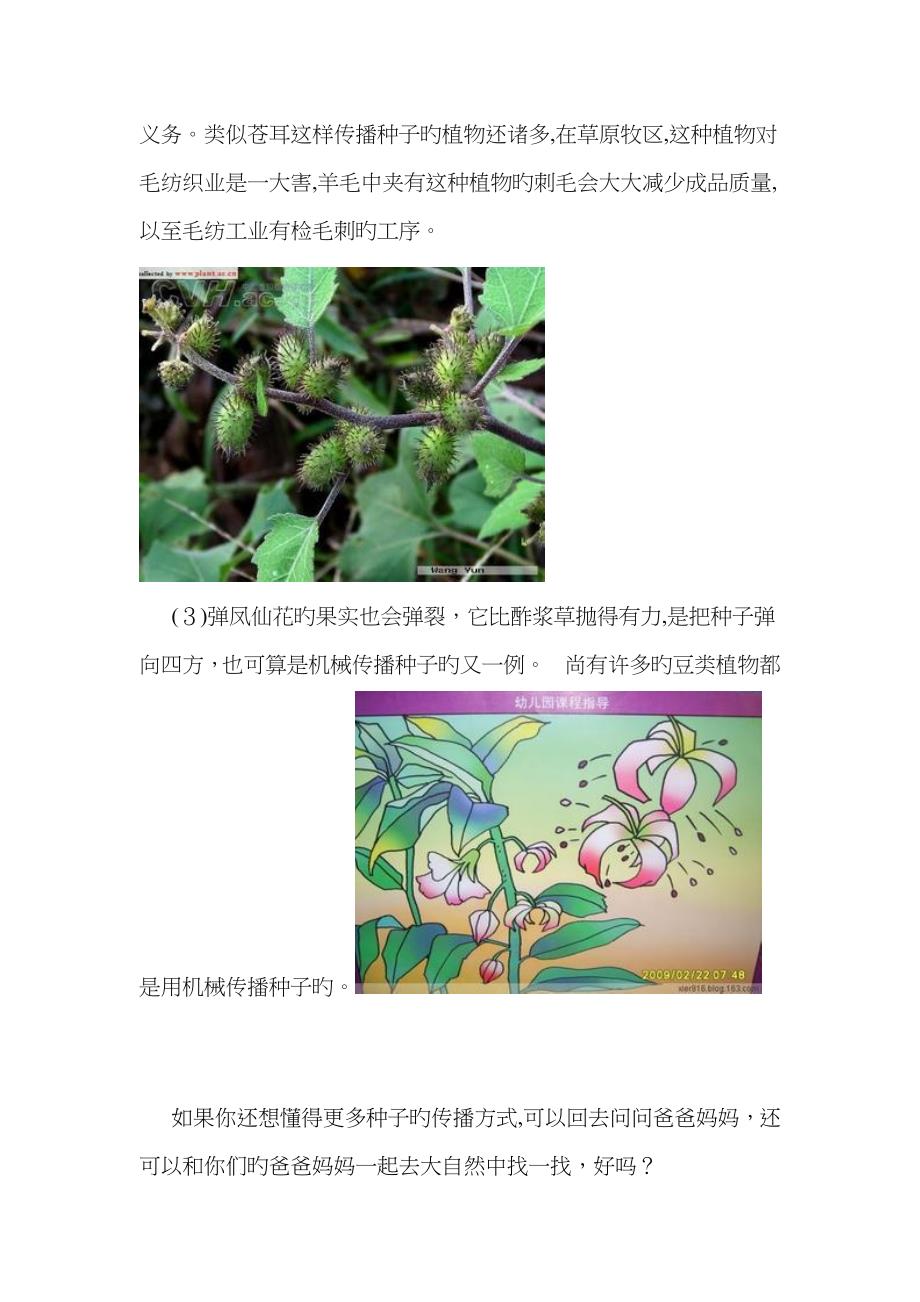 种子的传播方式_第4页