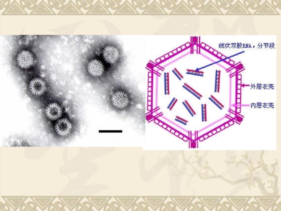 兽医微生物学教学课件15.双股rna病毒_第3页